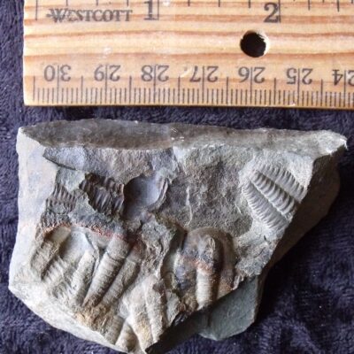 Mass Death Trilobite Block