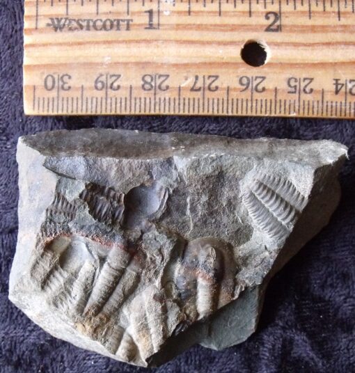 Mass Death Trilobite Block