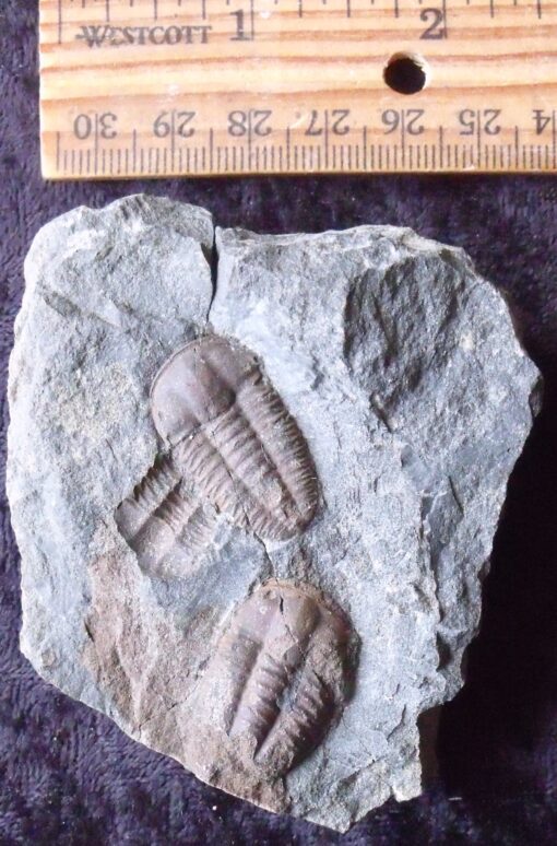 Two Fossil Trilobites