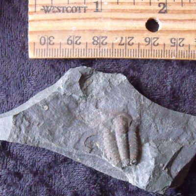 Nicely Inflated Czech Trilobite