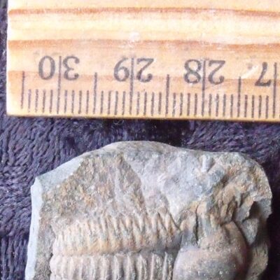 Large Ellipsocephalus Trilobite