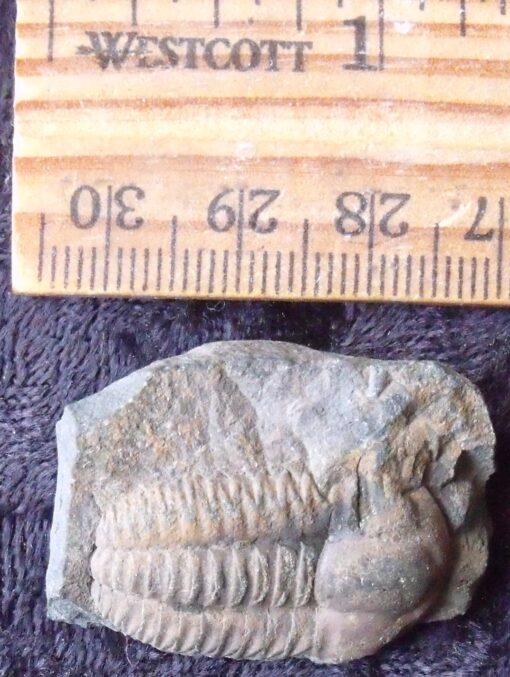 Large Ellipsocephalus Trilobite