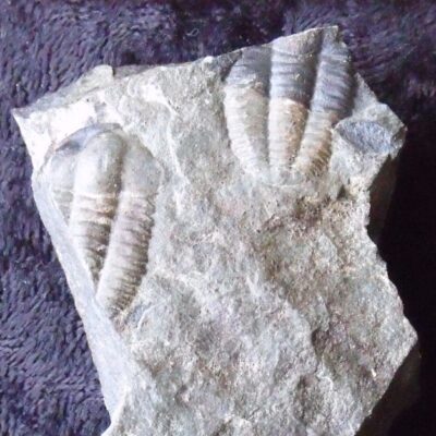 Two Partial Trilobites