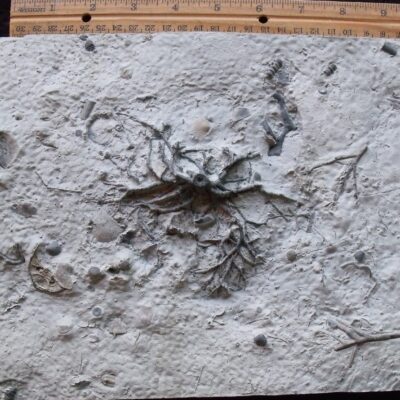 Museum Piece Crinoid Holdfast