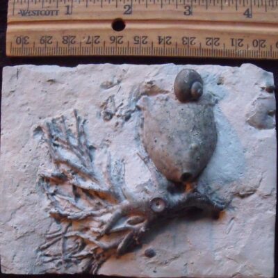 Crinoid Holdfast and Snail