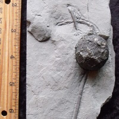 Rochester Shale Cystoid Fossil
