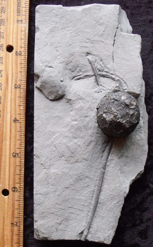 Rochester Shale Cystoid Fossil