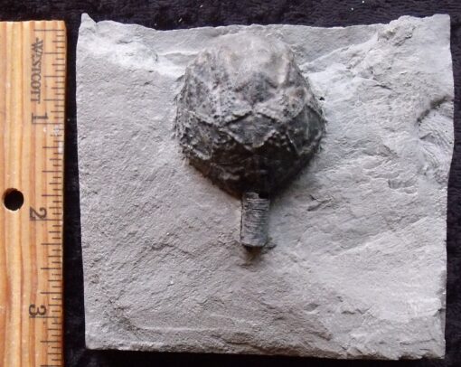 Fossil Cystoid Theca