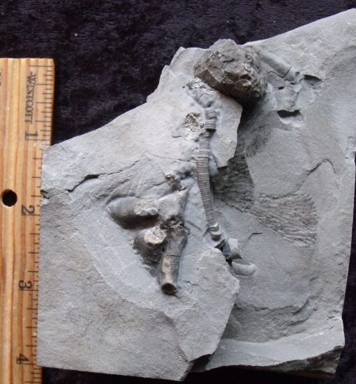Cystoid and More