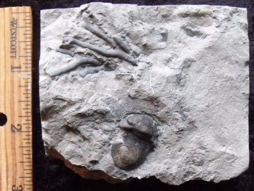 Bryozoan and Trilobite