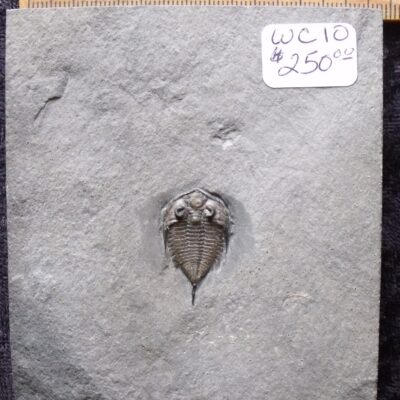 Baby Dalmanites Trilobite Fossil