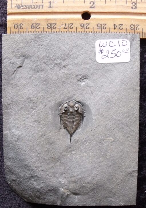 Baby Dalmanites Trilobite Fossil