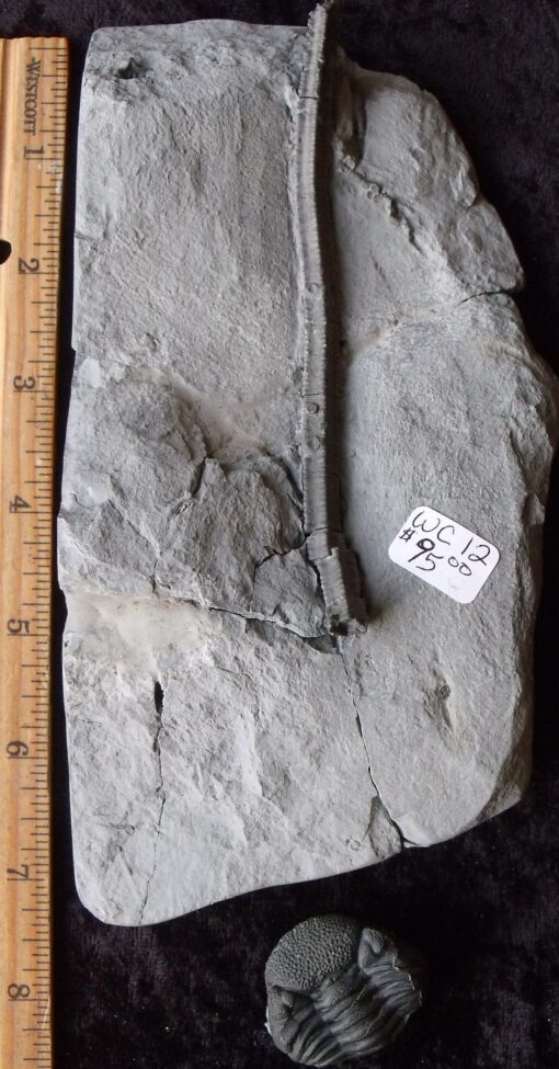 Enrolled Eldredgeops and Crinoid