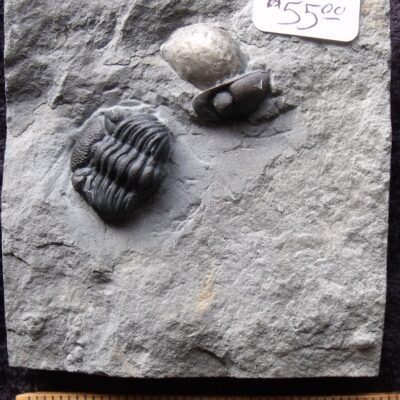 Eldredgeops with Brachiopod