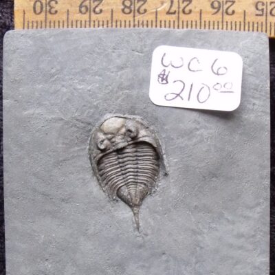 Small Dalmanites Trilobite Fossil