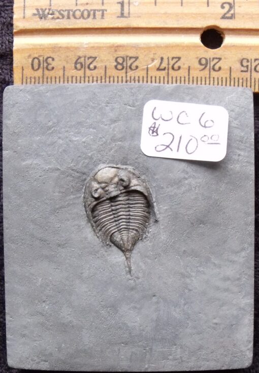 Small Dalmanites Trilobite Fossil