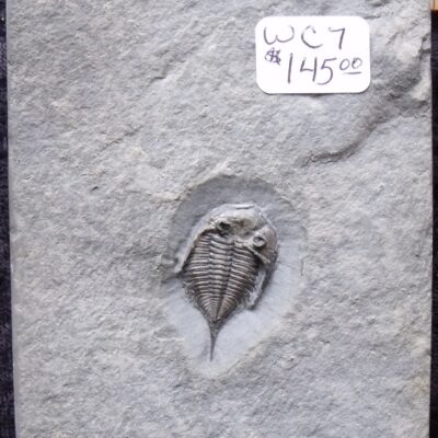 Juvenile Dalmanites Trilobite