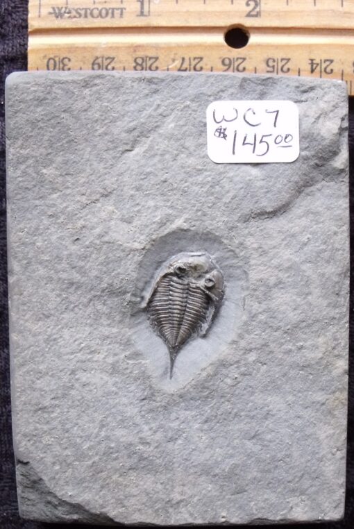 Juvenile Dalmanites Trilobite