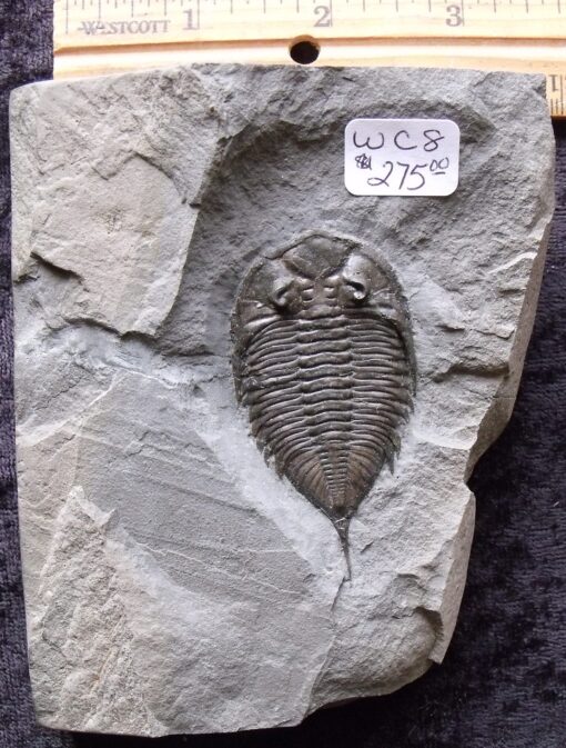 2 1/4 Dalmanites Trilobite