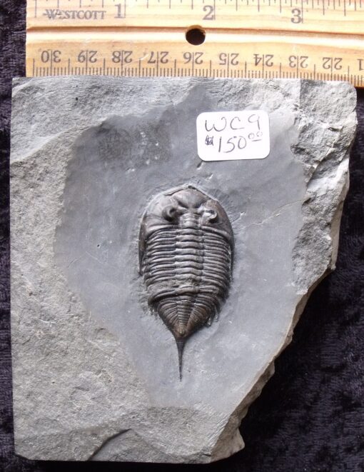 2 Inch Dalmanites Trilobite