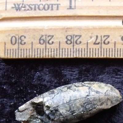 Worn Theropod Dinosaur Tooth