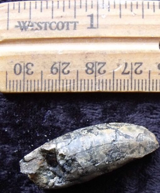 Worn Theropod Dinosaur Tooth
