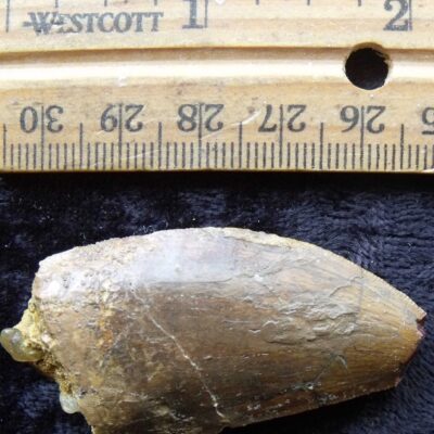 Carcharodontosaurus Dinosaur Tooth