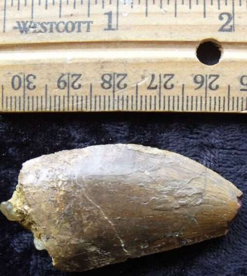 Carcharodontosaurus Dinosaur Tooth