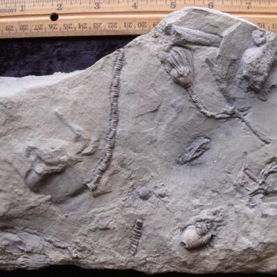Montana Crinoid Fossils