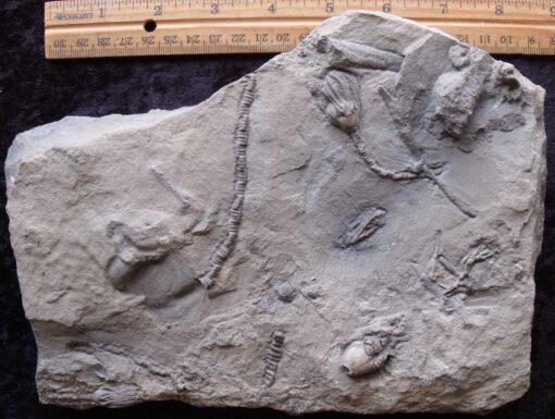 Montana Crinoid Fossils