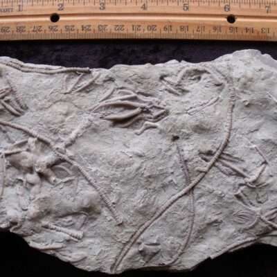 Detailed Crinoid Mass