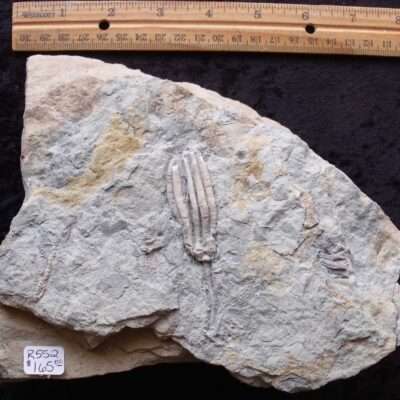 Detailed Crawfordsville Crinoid