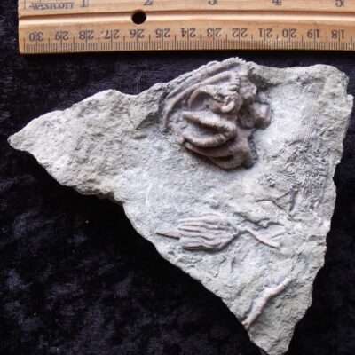 Two Fossil Crinoids