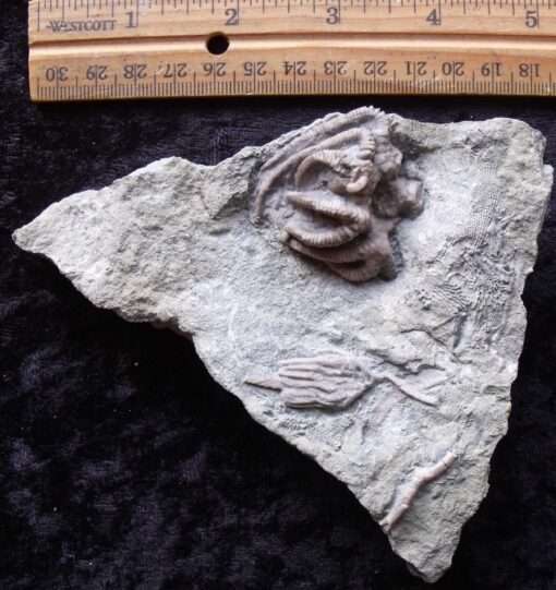Two Fossil Crinoids