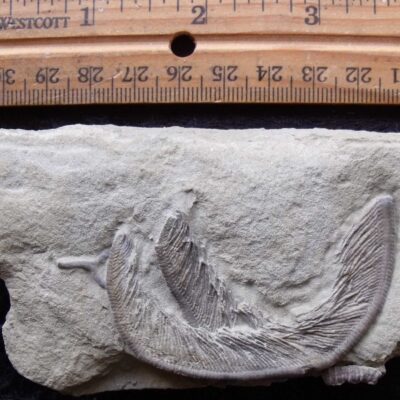 Fossil Crinoid Arms