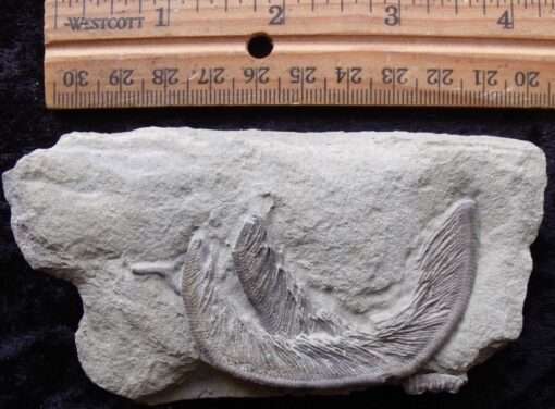 Fossil Crinoid Arms