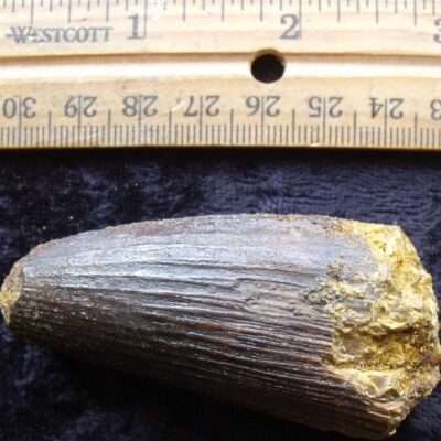 Robust Spinosaurus Tooth