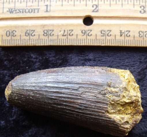 Robust Spinosaurus Tooth