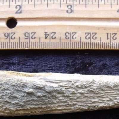Shark Fin Spine