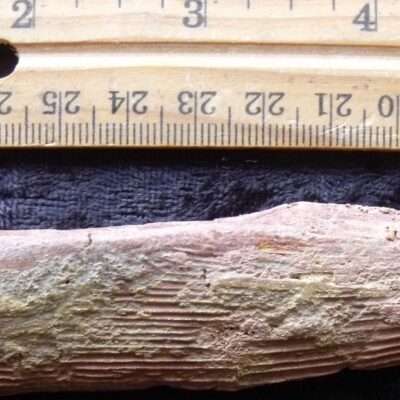 Hybodus Shark Fin Spine