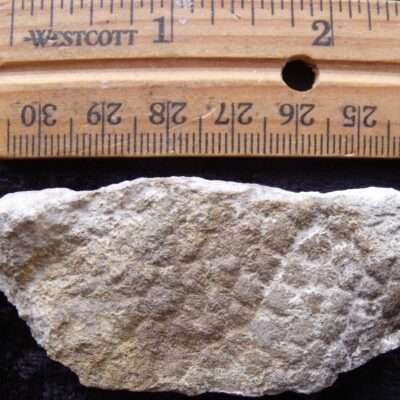Dinosaur Skin Fossil