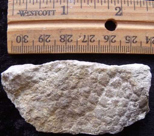 Dinosaur Skin Fossil