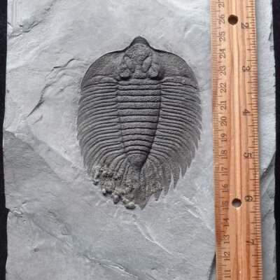 Arctinurus Trilobite Fossil