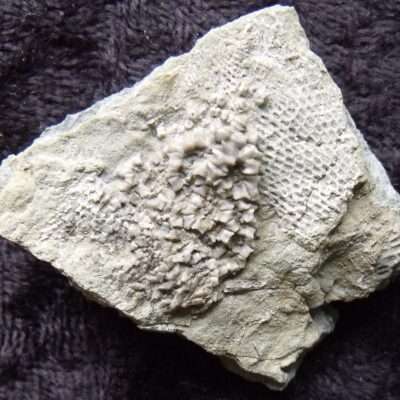 Crinoid and Fenestella