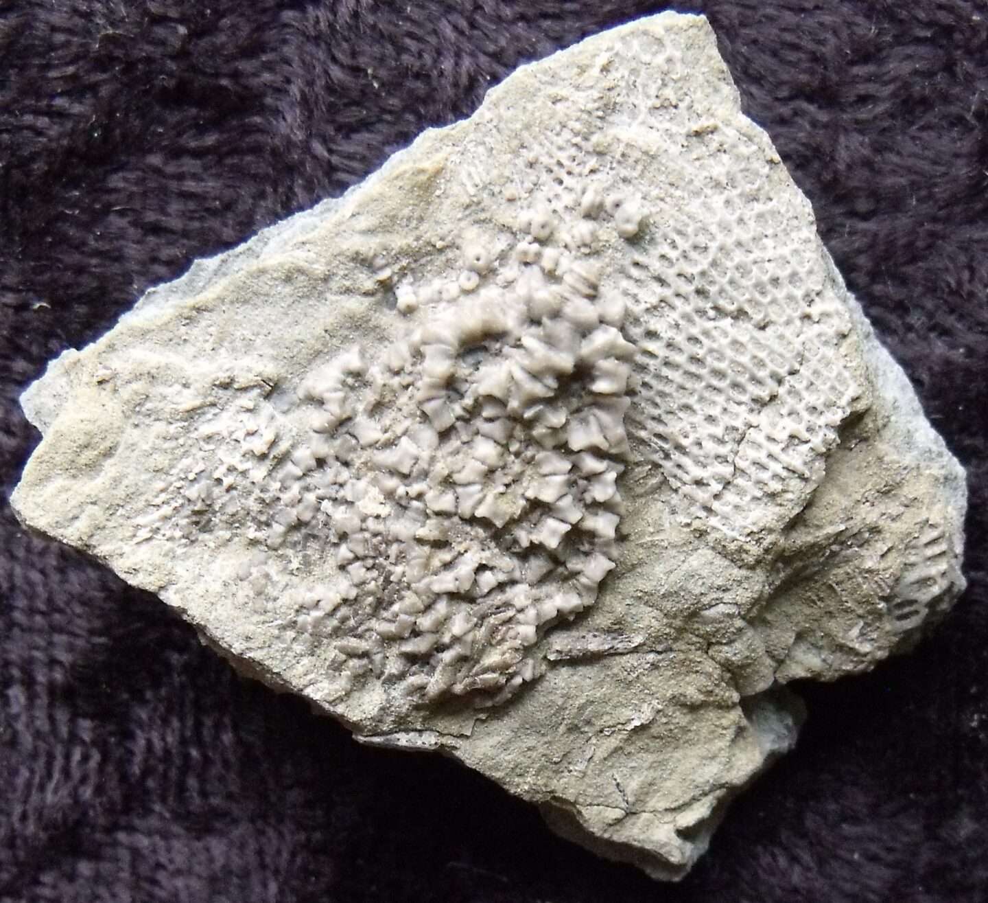Crinoid and Fenestella