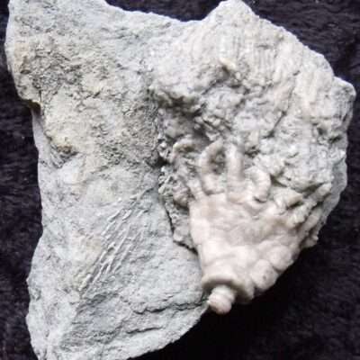Macrocrinus Crinoid Fossil