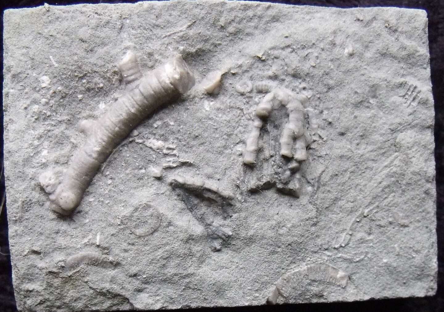 Unidentified Crawfordsville Crinoid