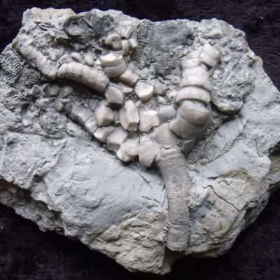 Onychocrinus Crinoid Fossil
