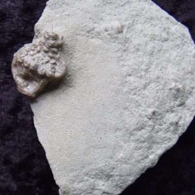 Macrocrinus mundulus Crinoid