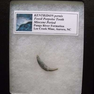 Fossil Dolphin Tooth